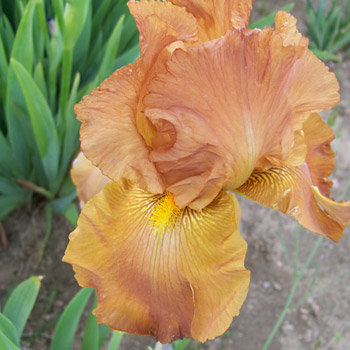 bearded iris Archives - Page 14 of 99 - C and T Iris Patch