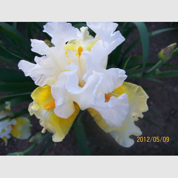 Daffodil Cloud