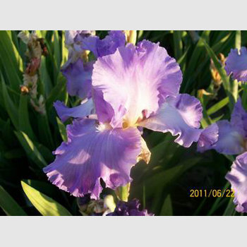 Fragrant Lilac