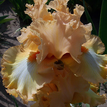 Tall Bearded Iris (Iris 'Lace Legacy') in the Irises Database