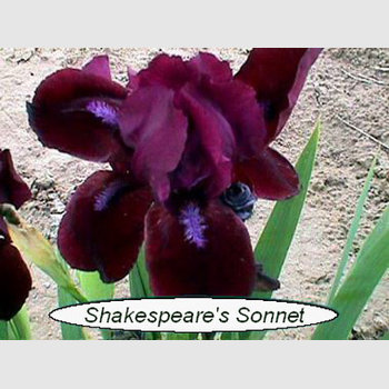 Shakespeares Sonnet